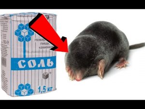 Как избавиться от кротов За 3 минуты!.mp4