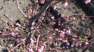 Обрезка двухлетнего персика. Формировка веретено