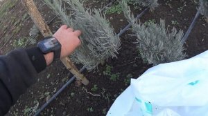 ЛАВАНДА - подготовка к зиме. Укрытие на зиму.