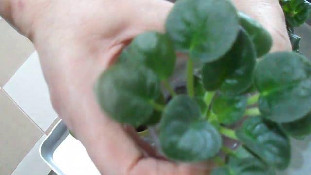 108 .Menekşeler Çok Sağlıklı Görünüyor. healthy violets смотреть онлайн