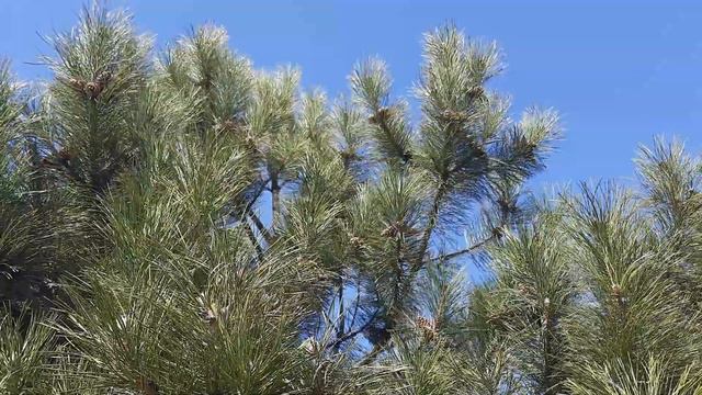 Пришла весна,прогулка. смотреть онлайн