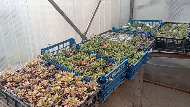 сохраняю от заморозков цветы! укоренила некоторые черенки! смотреть онлайн