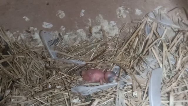 White Silver and Grey Java Breeding Colony Aur Finches ki Breeding Colony Sab Khatam Kar Rahe Hain смотреть онлайн