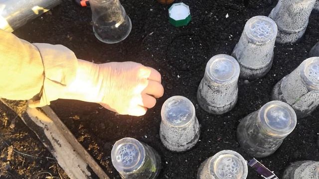 Как размножить весной гортензию и другие кустарники. смотреть онлайн