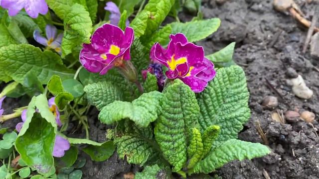 |НАШИТЕ ЦВЕТЯ| Едроцветна иглика смотреть онлайн