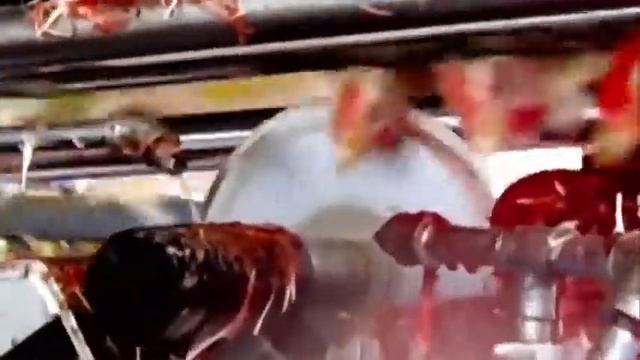 От фермы до холодильника (в переводе не нуждается) смотреть онлайн