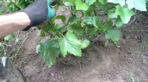 РАЗМНОЖЕНИЕ СМОРОДИНЫ В ИЮЛЕ. Самый отличный способ.