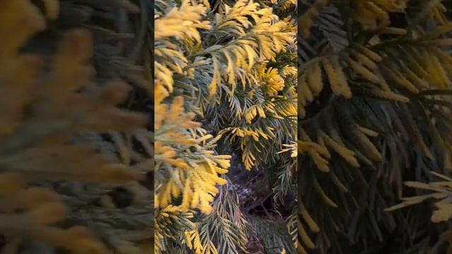 측백나무과식물들 8편 황금서양측백 смотреть онлайн