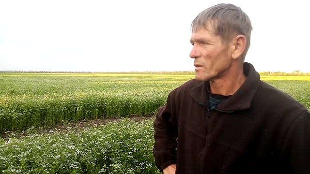 Цветёт кориандр! 15 июня