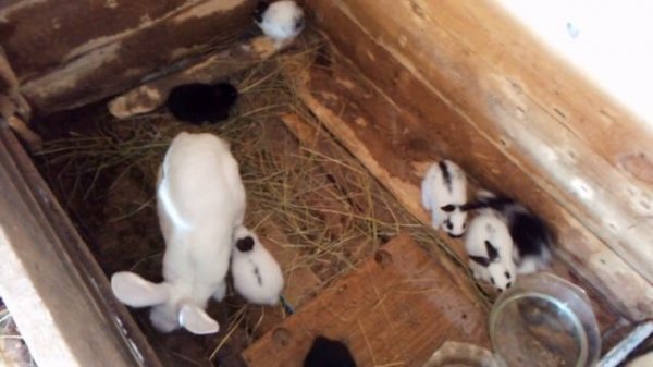 Через какое время после окрола кролиху пускать к кролу.