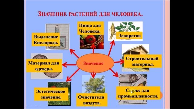 Разнообразие растений. Биология 5 класс. смотреть онлайн