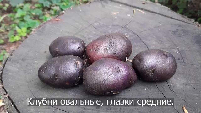 Сорт картофеля Фиолетовый с фиолетовой мякотью. Potato Seeds Purple.