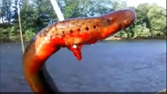 водные монстры смотреть онлайн