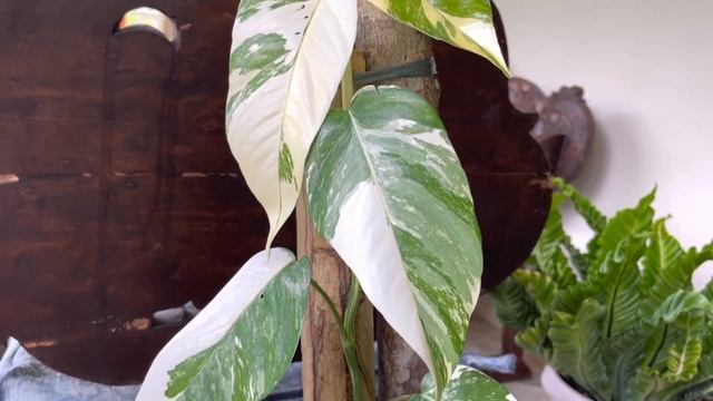 Epipremnum Pinnatum Albo/ How to keep the Variegation in Plants/ Epipremnum Pinnatum Care Tips смотреть онлайн