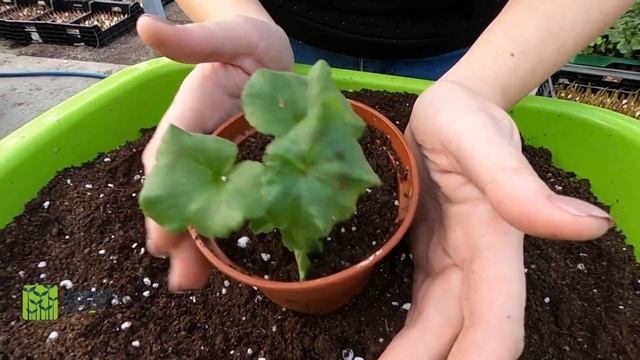 Посадка пеларгонии. Мастер-класс от нашей Катюши ? смотреть онлайн