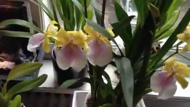 orchids collection miltonia sunset in full bloom смотреть онлайн