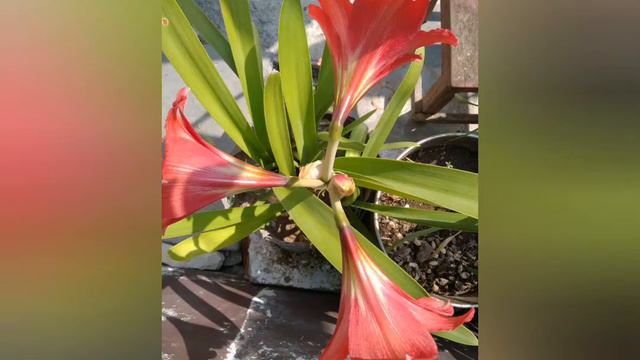 Blooming process of Red lily flower 🌺 смотреть онлайн