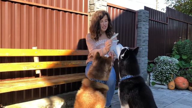 Can Husky Dogs Eat Fish | Могут ли хаски есть рыбу | Хаскі їсть рибу