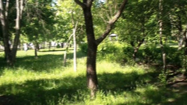 Дятлы в работе. Наблюдаю. смотреть онлайн