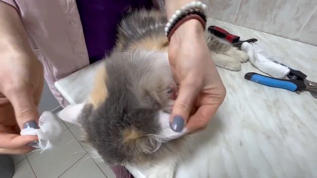 Как ухаживать за кошками. Школьный проект. смотреть онлайн