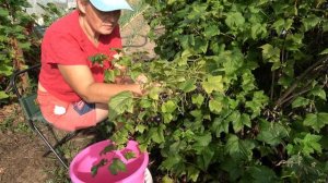 Смородина Ядреная! Ведро с куста! Самая лучшая!