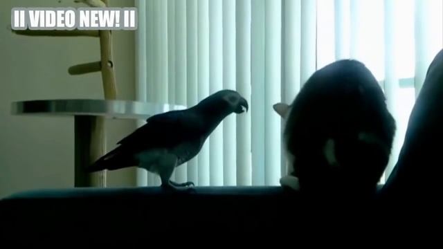 Смешные Попугаи и Кошки - новый сбрник [2016 HD] смотреть онлайн