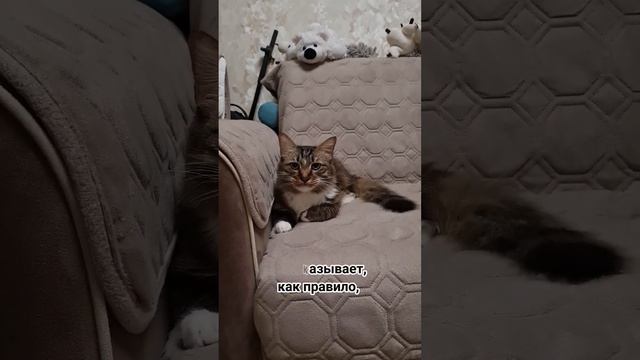 Кошка кашляет как будто подавилась