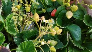 Клубника Искушение и выращивание клубники из своих семян