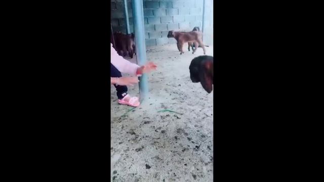 Try Not To Laugh Dogs And Cats ? - Best Funniest Animals Video 2023
#funnyanimals #animals