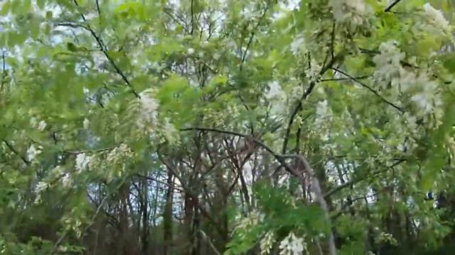 Зацвела акация