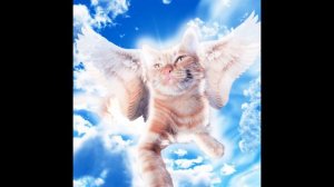 6 Песен Симбочки... (Превью взял тут 👉 @simb)