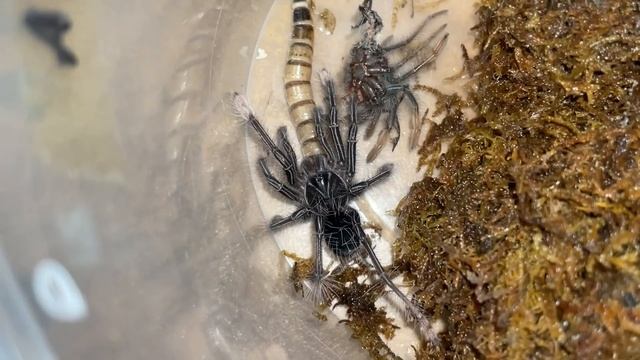 These Pink GOLIATH Bird Eater TARANTULA are SAVAGE ~ Don't mess with them !!! смотреть онлайн
