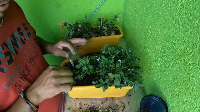 COMO DAR MANTENIMIENTO A TUS GAZANIAS PARA QUE NO DEJEN DE FLOREAR смотреть онлайн