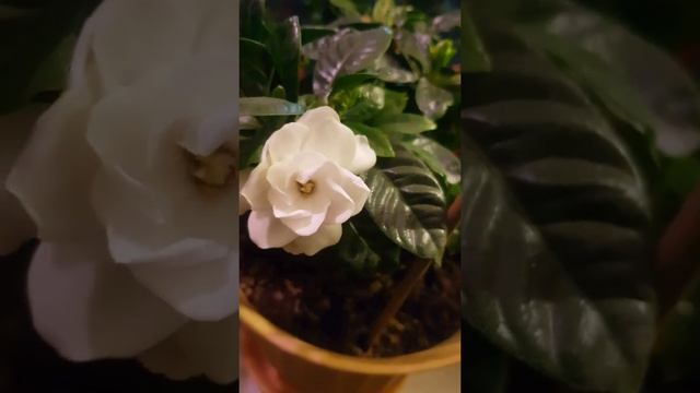 как цветёт Гардения. смотреть онлайн