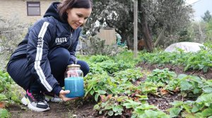 Чтобы было много клубники не пропустите важную обработку этим в апреле от болезней и вредителей.
