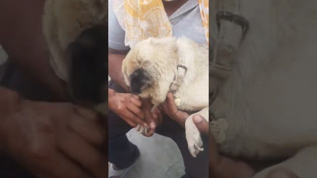 During nail treatment pug dog got bleeding. ???? смотреть онлайн