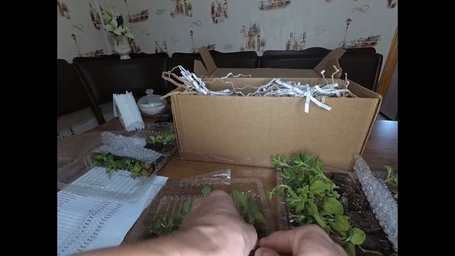 Пеларгонии фуксии петунии!!! Обзор и распаковка посылки. Новинки сезона 2021!!! смотреть онлайн