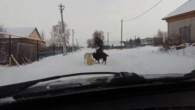 2015 год - год козы, хватит уже с неё смотреть онлайн