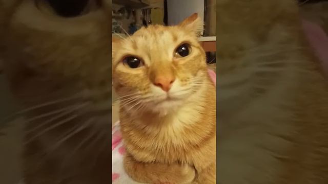 Моя любимая Маркиза 🥰 смотреть онлайн
