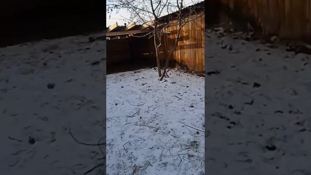 Один день из жизни в деревне. Выпустили телят из заточении.🤣👍 смотреть онлайн