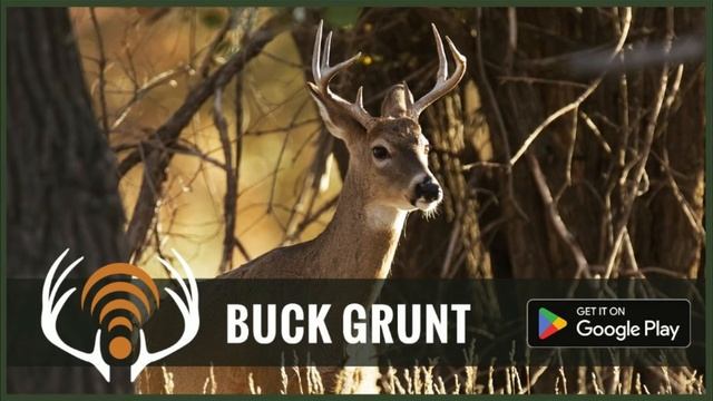 Whitetail Deer Buck Grunt - Sound Only - App is live for Android and Apple iOS! смотреть онлайн