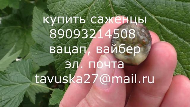 СЕЯНЕЦ СОФИИ раннеспелый сорт смородины черной смотреть онлайн