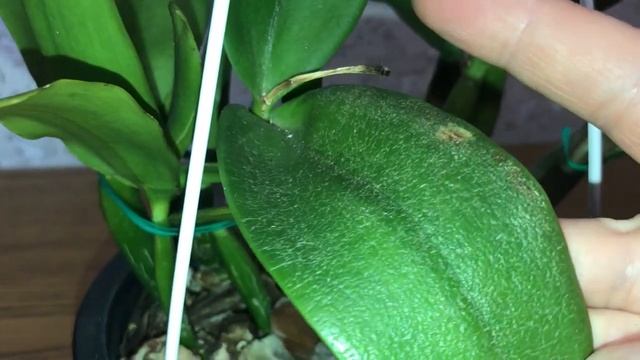 Орхидеи каттлеи в моей коллекции. Рассмотрим. Кратко об уходе. смотреть онлайн