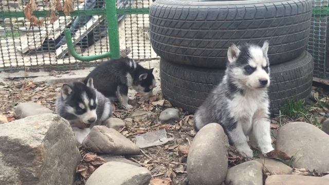 Хаски щенки, черно-белые, голубоглазые 1 месяц 1 неделя смотреть онлайн