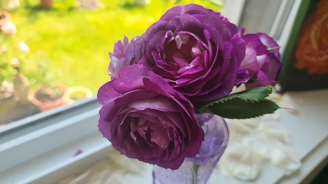 Lavender Crush#rose #lavendercrush смотреть онлайн