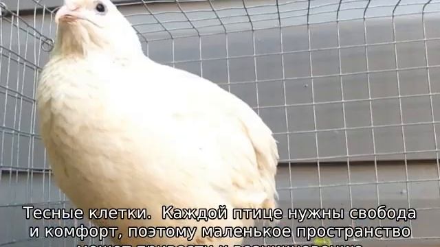 Почему не несутся перепелки? смотреть онлайн