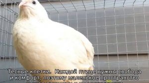 Почему не несутся перепелки?