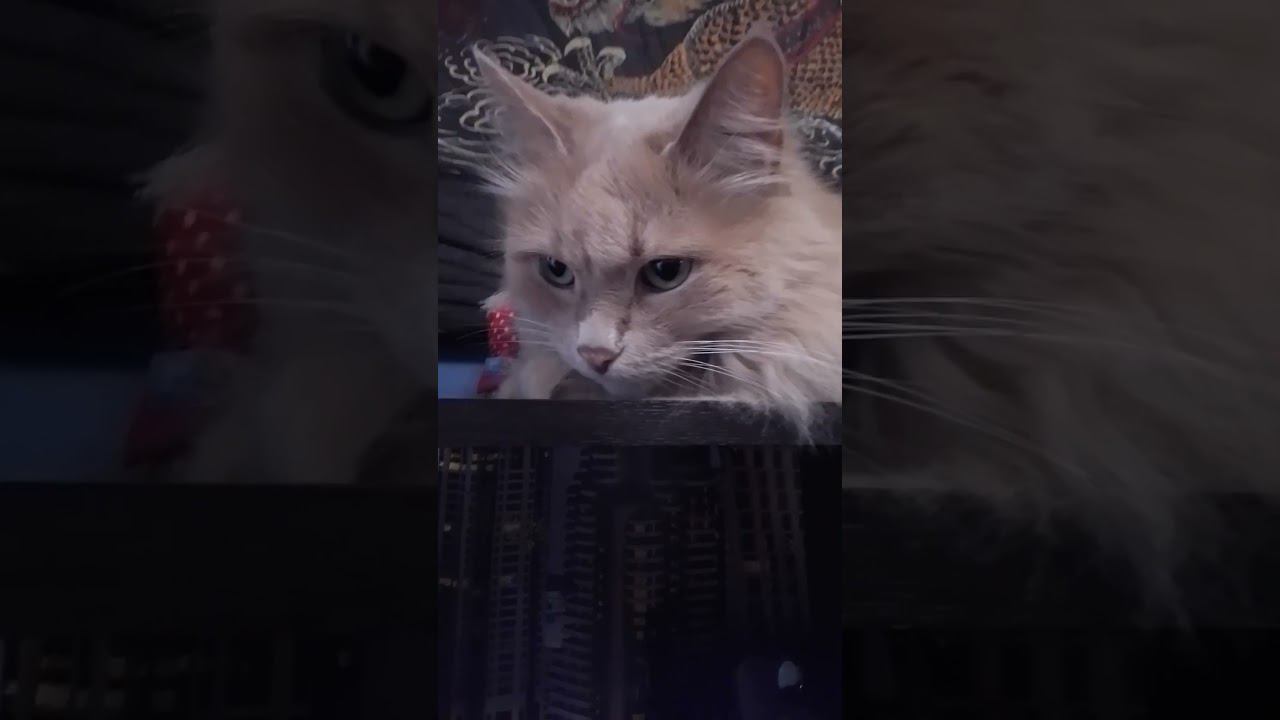 Персик.#кот#cat смотреть онлайн