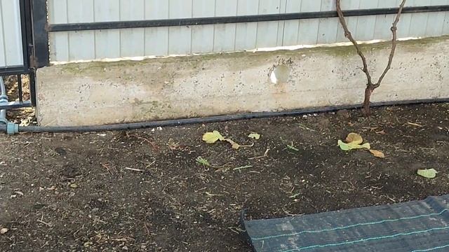 Не делайте так! Создавайте правильный цветник, а я исправляю ошибки! смотреть онлайн