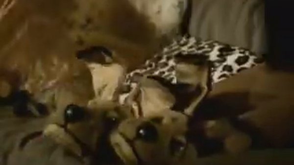 Roland Orzabal - Low Life